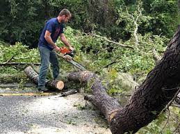 Best Tree Maintenance Programs  in USA